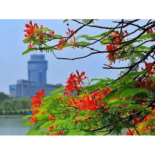 రాయల్ పోయిన్సియానా అద్భుతమైన ఉష్ణమండల ప్రకృతి దృశ్యాలను ఎలా సృష్టిస్తుంది? రాయల్ పోయిన్సియానా అద్భుతమైన ఉష్ణమండల ప్రకృతి దృశ్యాలను ఎలా సృష్టిస్తుంది?