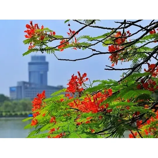 కంటైనర్-గ్రోన్ రాయల్ పోయిన్సియానా లైనర్స్ ల్యాండ్స్కేప్ విజయాన్ని ఎందుకు పెంచుతాయి? కంటైనర్-గ్రోన్ రాయల్ పోయిన్సియానా లైనర్స్ ల్యాండ్స్కేప్ విజయాన్ని ఎందుకు పెంచుతాయి?
