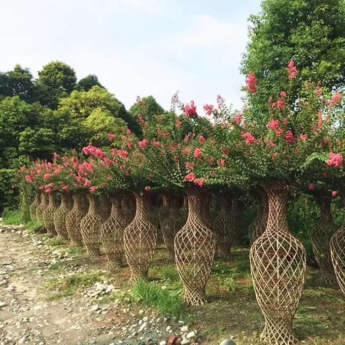 Crape Myrtle Liners