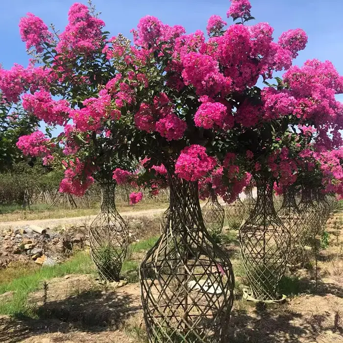 Crape Myrtle Liners