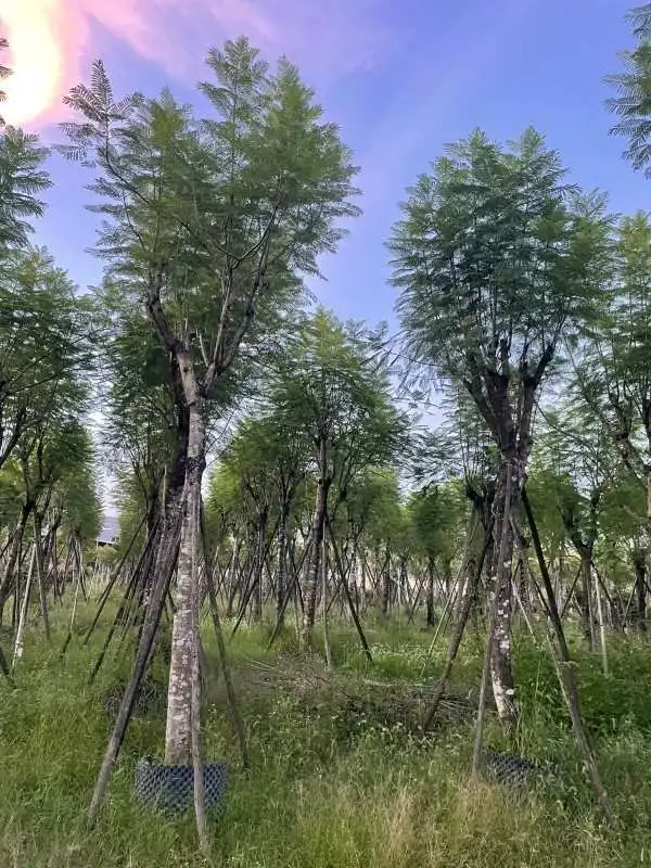 Specimen Jacaranda Tree
