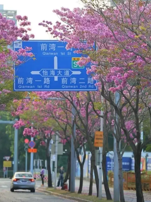 Specimen Purple Trumpet Tree