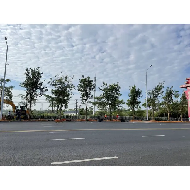 నమూనా ఫికస్ రెలిజియోసా చెట్టు